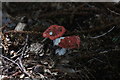 Toadstools in Roundpond Clump, Chobham Common