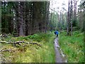 NN5955 : Path through the Rannoch Forest by Gordon Brown