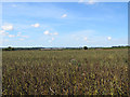 TL6548 : Field beans near Withersfield by John Sutton