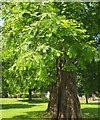 Swamp cypress, Cadewell Park