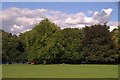 Trees in Nonsuch Park