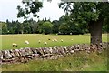 Sheep grazing at Lyleston