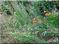 Purple Toadflax and Montbretia in Shepherd