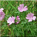 Musk mallow (Malva moschata)