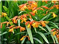 Bright orange flowers in Shepherd