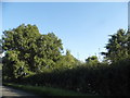 Trees by Oxford Road, Oakley