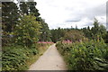 Track, Pitfichie Forest