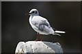 Black-headed Gull (Chroicocephalus ridibundus), Teddington Lock