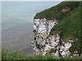 TA2173 : Sea bird colonies on the cliffs of Gull Nook by Graham Robson