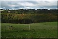 Herefords by Thrift Coppice