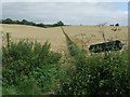 Footpath And Field