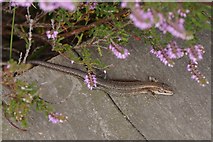 SU9041 : Common Lizard (Zootoca vivipara), Thursley Common  by Mike Pennington