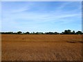 Moat and Cobden Field