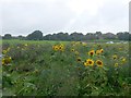 SZ0794 : Ensbury Park: sunflowers at Slades Farm by Chris Downer