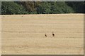 TQ1863 : Roe Deer in fields at Chessington by Mike Pennington