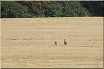 TQ1863 : Roe Deer in fields at Chessington by Mike Pennington