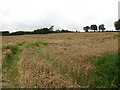 Shelter belt on farm drive off the Mountain Road