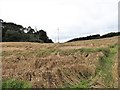 Grain field on the west side of the Mountain Road