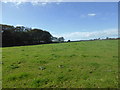 SW4223 : Field near Boskenna Nurseries by David Medcalf