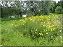 TQ4792 : Wild flowers by The Lake in Hainault Forest Country Park by Marathon