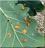 TG3106 : Common Spangle galls on oak by Evelyn Simak