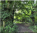 Bridleway near Llawhaden