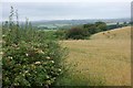 Wheat field ready for harvest at Rudbaxton