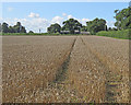 Babraham: ripe wheat at Church Farm