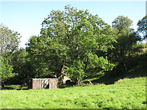 NY9056 : Old railway goods van and ruined building on a haugh by the Rowley Burn (2) by Mike Quinn