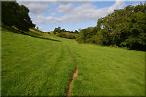 SY5296 : West Dorset : Grassy Field by Lewis Clarke