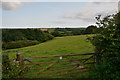 West Dorset : Grassy Field & Gate