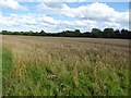 Wheat field near Chillington Hall