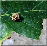 TG3205 : Striped pea gall on oak leaf by Evelyn Simak