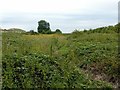 SJ9426 : Site of Hopton Heath cutting by Alan Murray-Rust