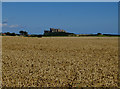 Wheat fields at Saddlershall