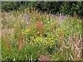 Wild flowers in abandoned field, Line Valley