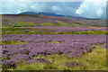 Heathland landscape, with cloud on The Cheviot