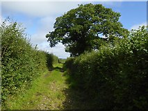 SX5396 : Field access track near Cruft Gate by David Smith