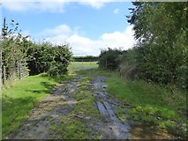 SX5396 : Short track to a field at Cruft Gate by David Smith