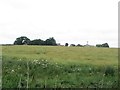 Arable field at Hall Garth