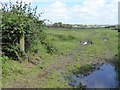 Marshy field near Higher Gorhuish