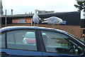 Gulls in Car Park, Ayr