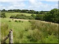 Marshy field near Horning Down Cross