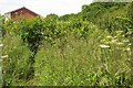 Grassland by Heligan Drive, Paignton