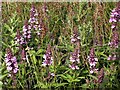 Marsh woundwort in Marline Meadows