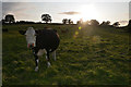 ST5500 : West Dorset : Grassy Field & Cattle by Lewis Clarke