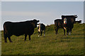 ST5500 : West Dorset : Grassy Field & Cattle by Lewis Clarke