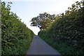 West Dorset : Country Lane