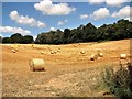 Straw bales in field north of Riccards Lane