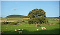 Landscape North of Chatton